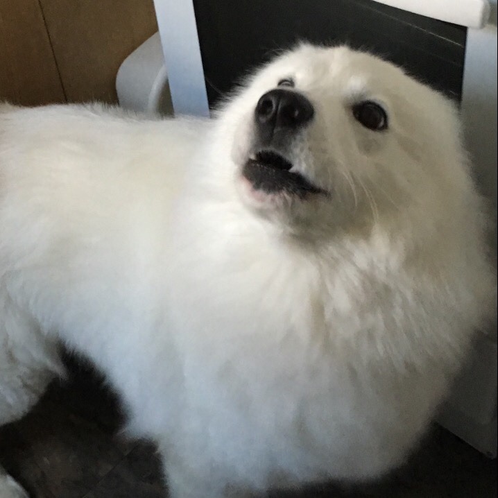 cloudthesamoyed: HAPPY 2ND BIRTHDAY CLOUD (25th dec) !!!!!!! you have grown up so