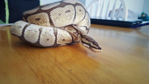 nigeltheball:deciding whether or not to exit the safety of the Body Cavenigel post-shed