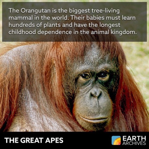 Due mostly to deforestation for palm oil plantations, Orangutan numbers have declined by one-third i