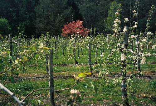 floral colour wheel