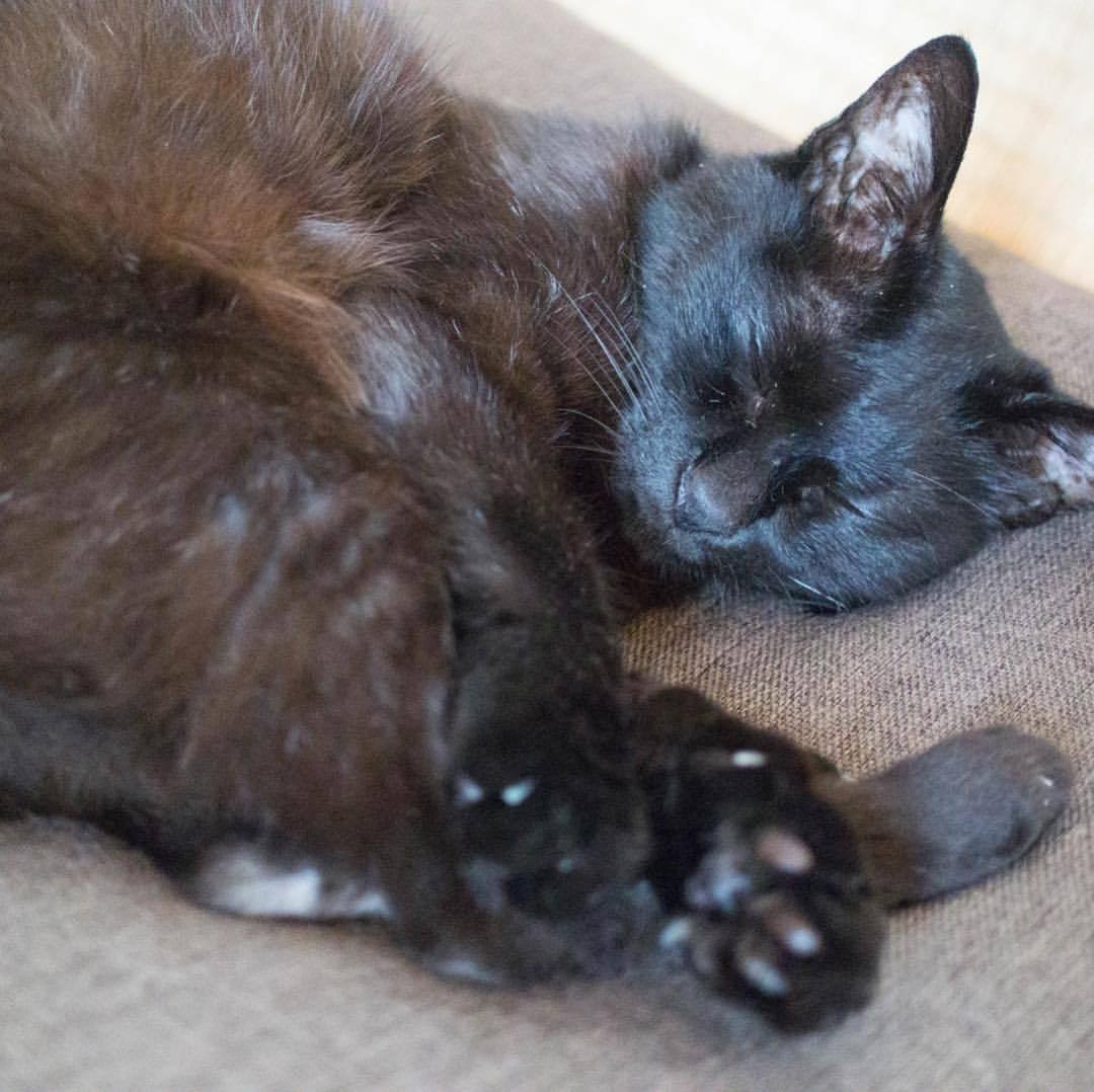 尻に手を当てられててもグッスリの朝の黒 #猫 姐。 Black #cat sleeps deeply in the morning, human touches her buttocks. #家の猫