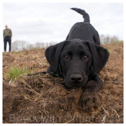 housewifesecrets:  I know a dog who looks at me just like that every single day.