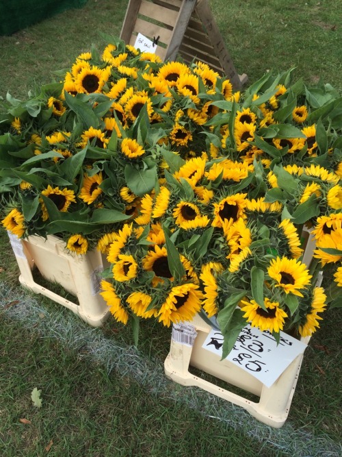 berry-bub:i visited a cute lil steam fair near my village n a kind old man was selling sunflowers ! 