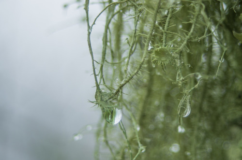 expressions-of-nature:Adygea Mists by I Can Win