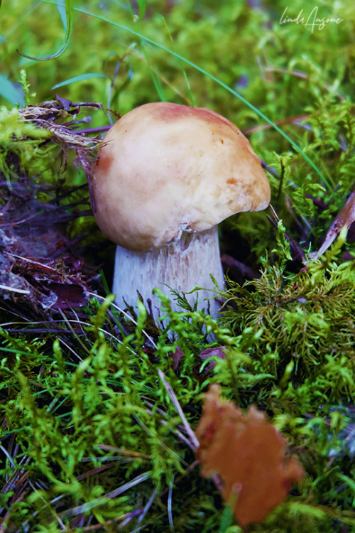 Boletus sp. (edulis, pinophilus, reticulatus)