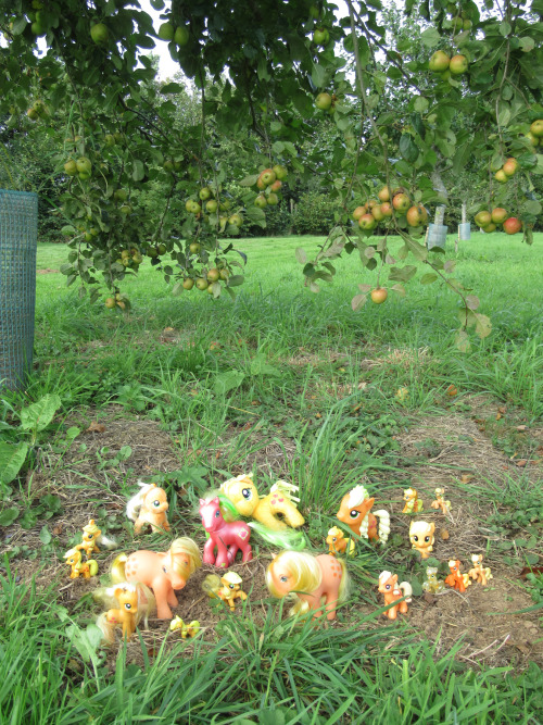 Applejack is visiting the apple orchards of Cotehele.In Cornwall, England.This is photo 344 of 365.H