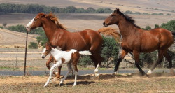 ridingkeepsmegoing: mango-pup:   mylittlehony:  Shannon making sure that Chance doesn’t get too close to baby Dallas while the mares are running around.  This is gorgeous!    This looks like an old painting 