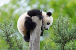 giantpandaphotos:  Fu Bao at Zoo Vienna in