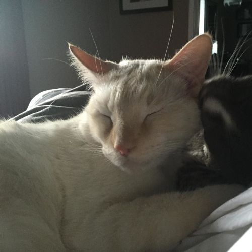Hey guys! Im trying to rehome this little guy. His name is Dexter he’s 3 years old and the sweetest most loving kitty ever. He’s in good health and neutered. My other cat just beats him up all day and I feel so bad. He gets along well with