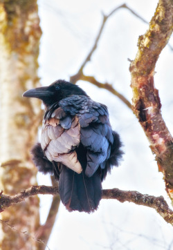 this-is-wild:  Raven in HDR (by Douglas Brown)