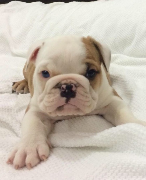 worldofbulldog:  paddle paws..
