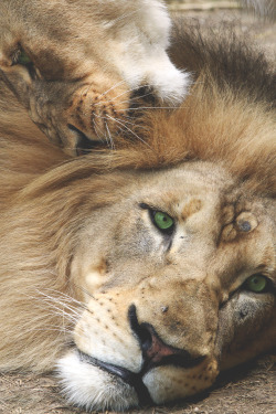 captvinvanity:  King and queen | Photographer | CV