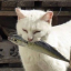 brainrotted-cat