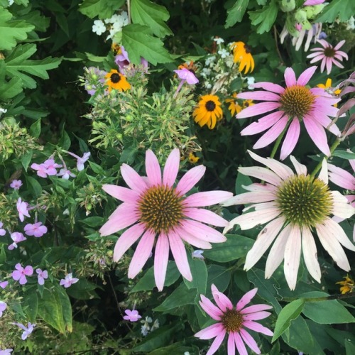 marigoldbub:my grandma’s garden is so pretty!!