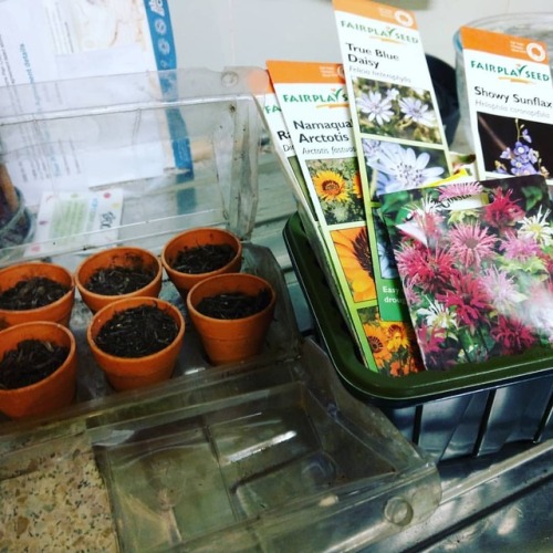 Sowing seeds in my kitchen. Cowslips, Bergamot, basil, daisies, Rosemary and wildflower mix. Day at 