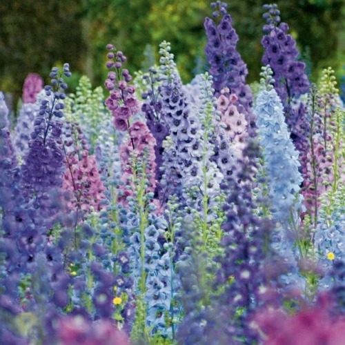 magic-moon-vibes:Beautiful Delphiniums Love these flowers. Not poisonous but I imagine someone killi