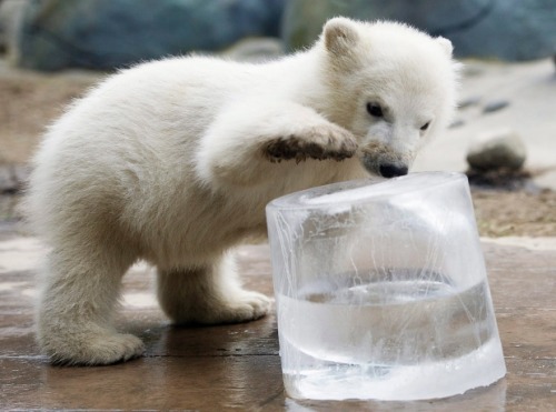 A Big Ice Cube And A Little Ice Cub