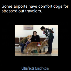 ultrafacts:    As traveling can create stress