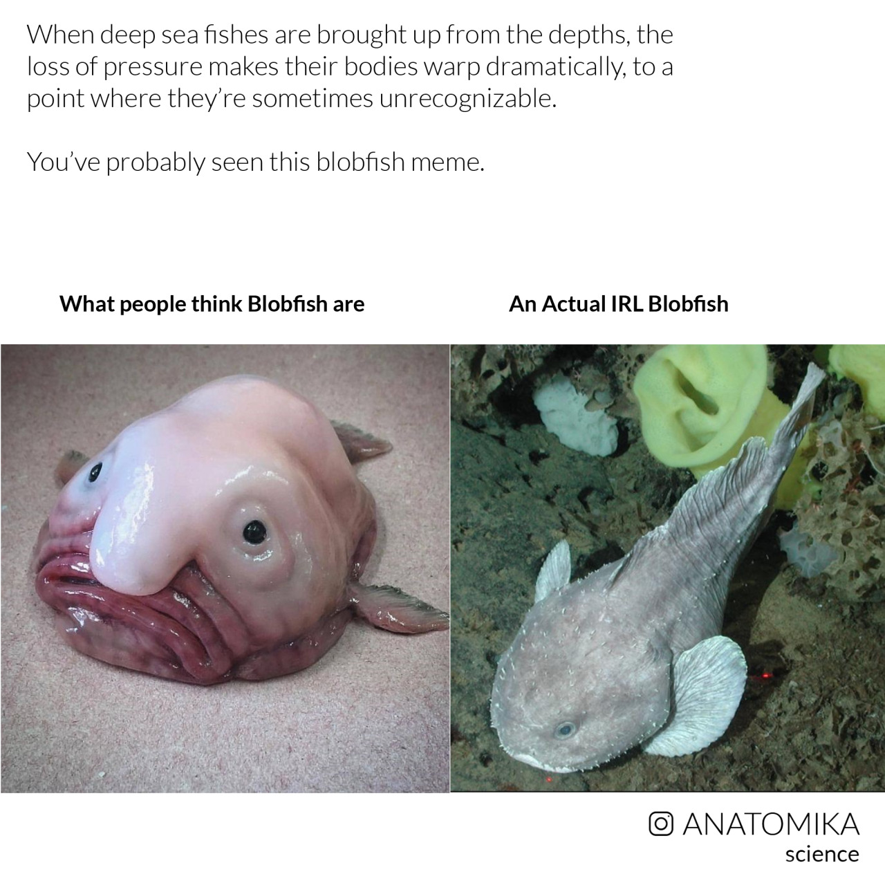 Blob fish : r/memes, fish blob meme 