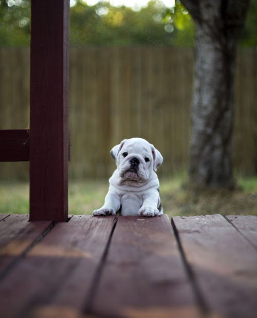 bootyanddoubloons:  Beast ……