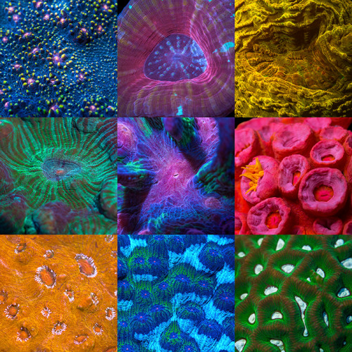‘Coral Morphologic 2’ 18″ x 24″ ‘Poster Edition’ featuring artwork by Robert Beatty, and