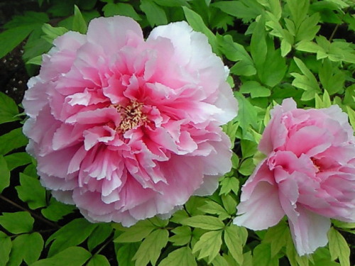 haruka-nature: Botan (Peony) Yakuouin, Shinjyuku Tokyo