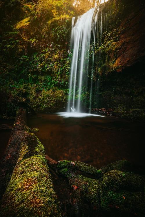 oneshotolive:  Waterfalls &amp; native forest. The Catlins, New Zealand[1365x2048]