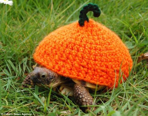 thefrogman:Tortoise cozies crocheted by Katie Bradley [etsy]