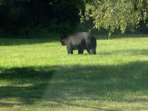 jackmarlowe: woke up this morning to a text from my dad saying ‘the poodles tried to fight thi