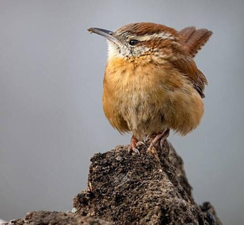 Color Harmonies From the Birds: Carolina Wren by Kyle TansleyEver since I got my hands on a book on 