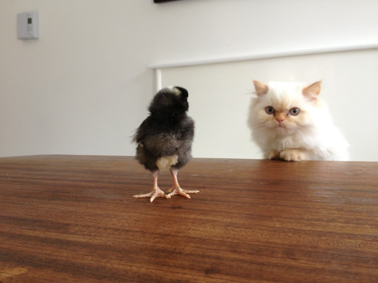 newtowngarden:  Just some morning cuteness. Enjoy. 