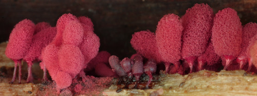 wild-e-eep: Arcyria denudata - very brightly coloured slime mould that releases clouds of pink spore