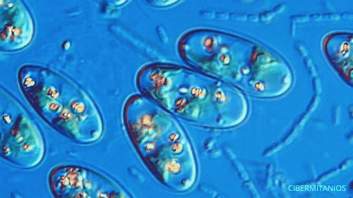 Una gota de agua bajo el microscopio (5 imágenes)