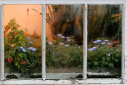 tulipnight:  Window by Joel Rhymer 