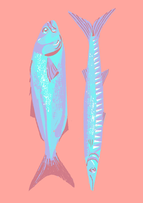 Bluefish and Barracuda, my pal Alberto Bonucci talks about it on Fishpusher