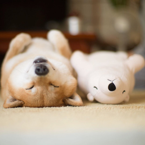 rsx200: Shiba Inu Keeps Falling Asleep In Same Position As His Favorite Plush Toy