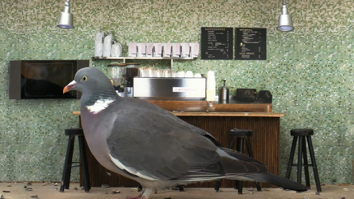 Woodpigeon. He is the Hagrid of this coffee shop: he looks simply too big to be allowed. They are mu