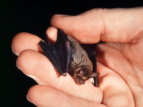sevenpencee: The Etruscan shrew (Suncus etruscus) and Kitti’s hog-nosed bat (Craseonycteris th