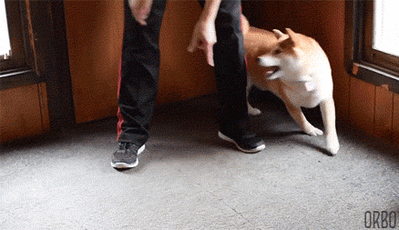 orbo-gifs:  Canine Circles Ceaselessly  ∞