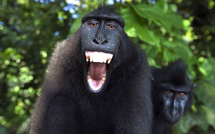 SMILE, BABY, IT’S FRIDAY! (Celebes Crested Macaque)