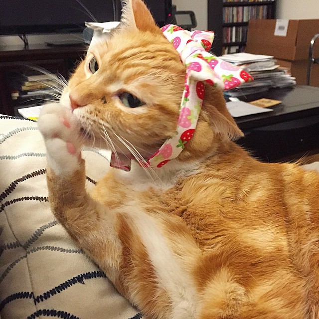 fin-for-the-win:  Got no time for being basic. #finforthewin #boss #bossbitch #basic