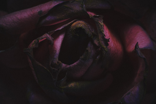 Porn photo chrisstokesphotography:Dead Rose, 2015Work