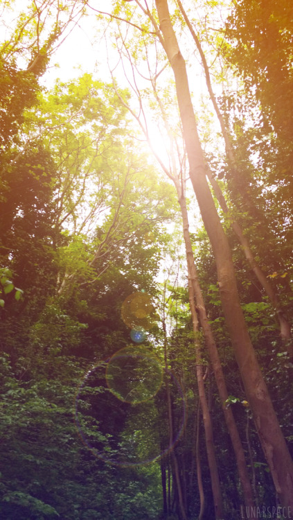 lunarspace: Forest Wonderings (Ireland) - by lunarspace