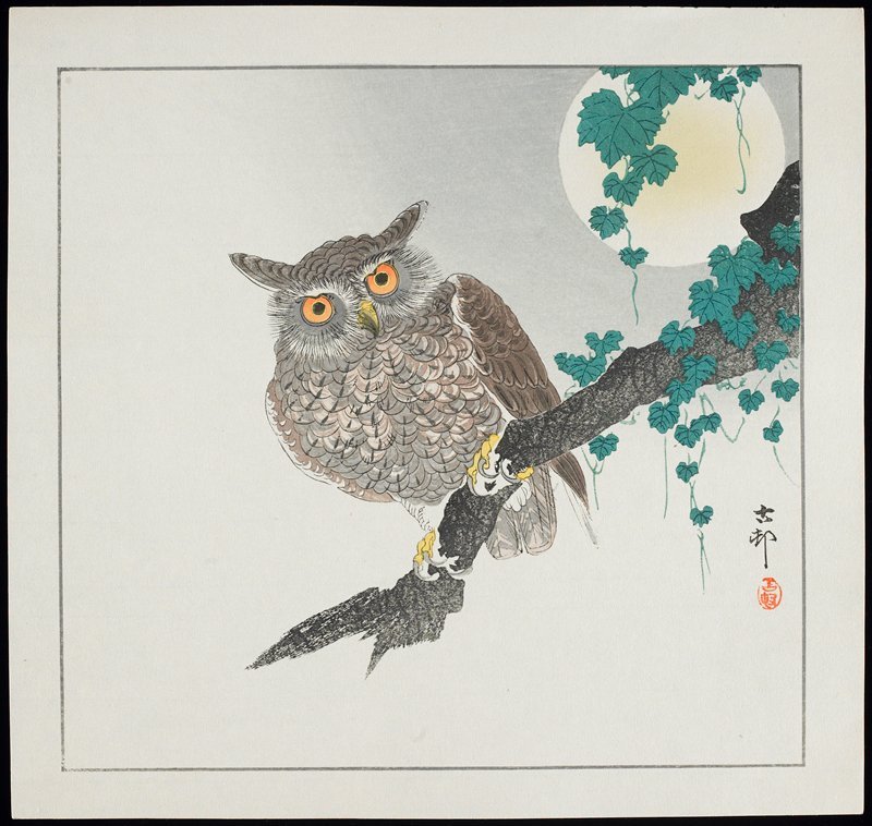 heaveninawildflower: Owl (before 1912). Woodblock print by  Ohara Shōson  (Japanese,