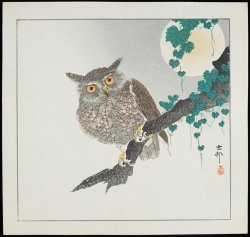 Heaveninawildflower: Owl (Before 1912). Woodblock Print By  Ohara Shōson  (Japanese,