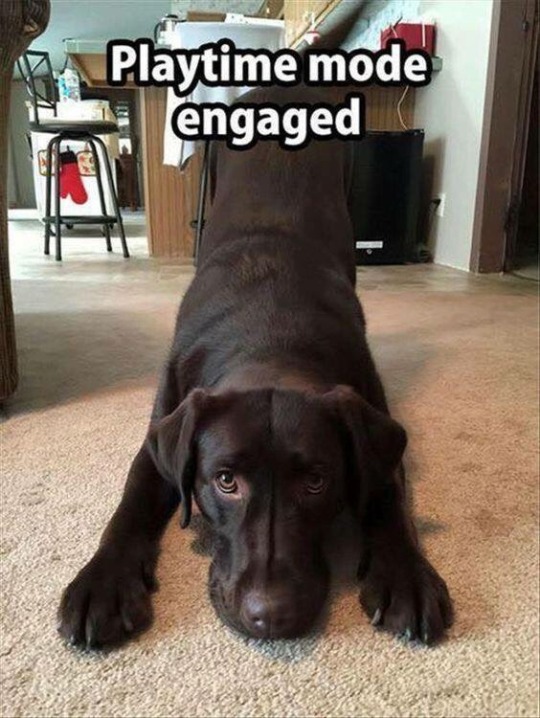 me-time-finallly: @imgoldee 🐶🐶🐶 