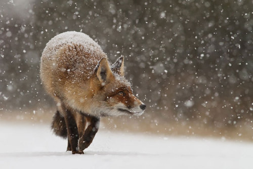 Roeselien Raimond