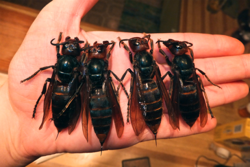 HOLY!!!
Killer hornets: See first picture of deadly insects that have claimed dozens of lives