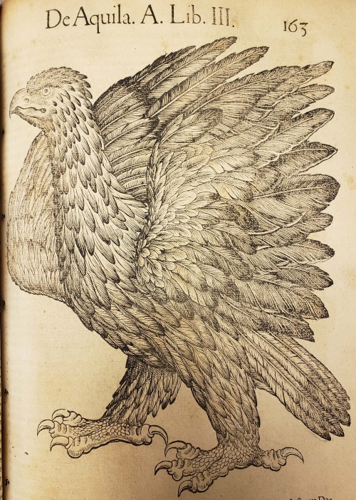 From: Gessner, Conrad, 1516-1565. Conradi Gesneri medici Tigurini Historiae animalium … Tiguri : Apu