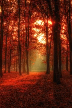 tect0nic:  Autumn forest by Andras Paszior